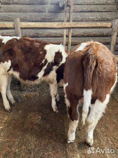 Бык и телки, на мясо и выращивание