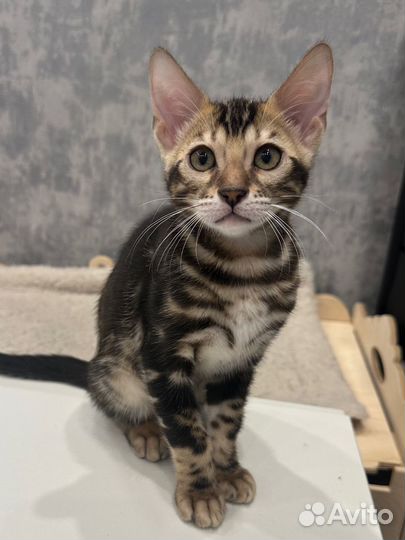 Бенгальская