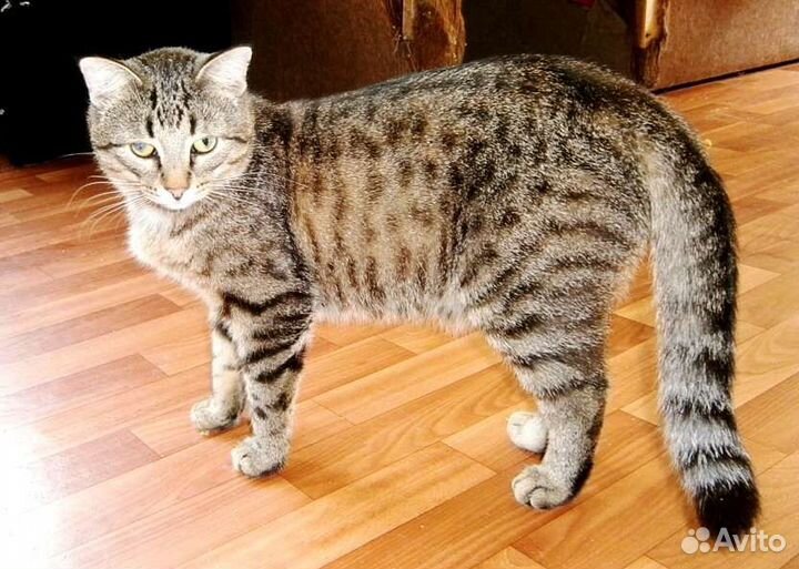 Мишка - добрый кот в добрые руки