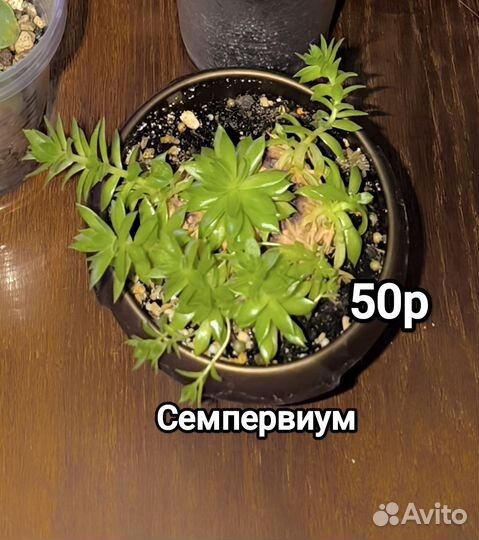 Суккуленты