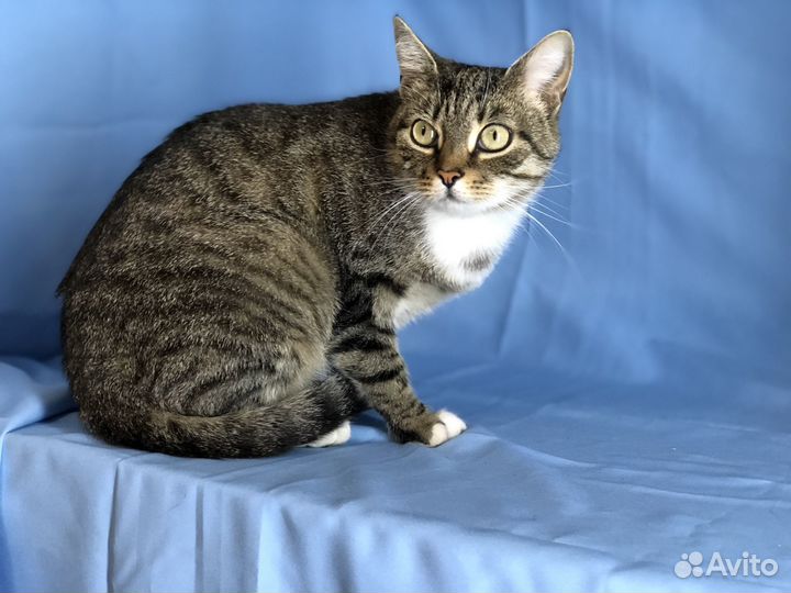 Кошка мышеловка