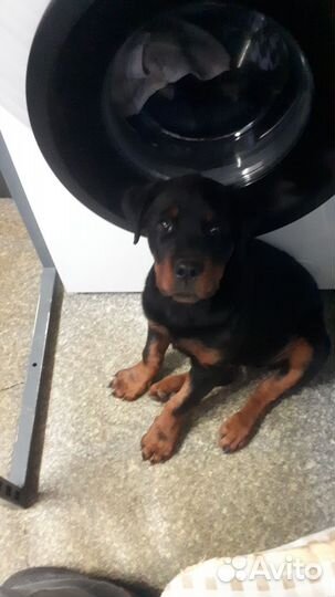 Щенки ротвейлера