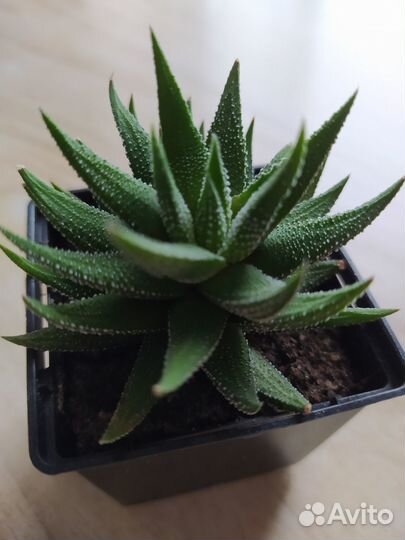 Хавортия суккуленты