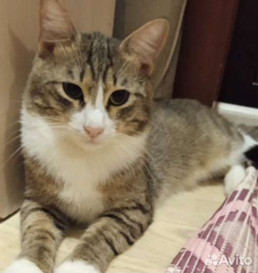 Ласковый кот