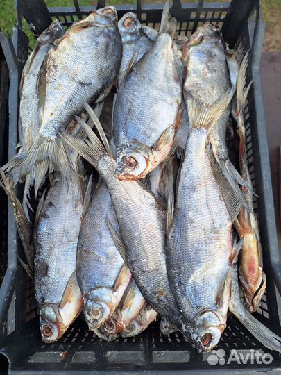 Вяленая рыба