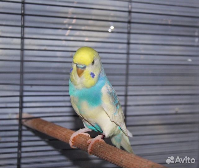 Волнистый попугай, ввп чех