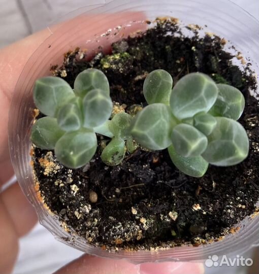 Суккуленты