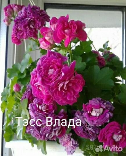 Герань пеларгония