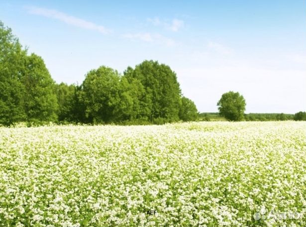 Мед 24 года из Алтая опт