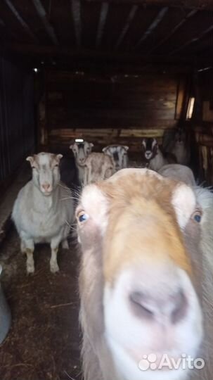 Семь коз и козел