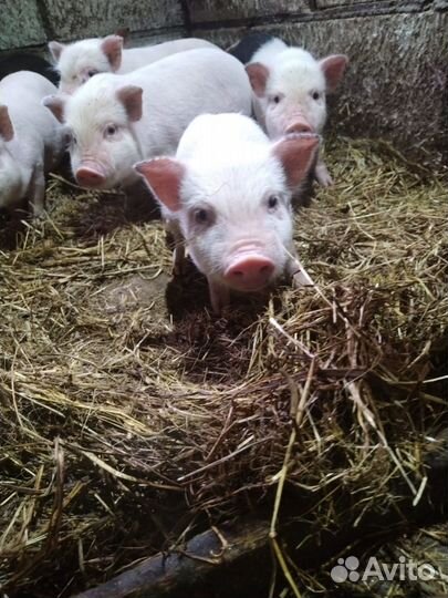 Вьетнамские вислобрюхие поросята