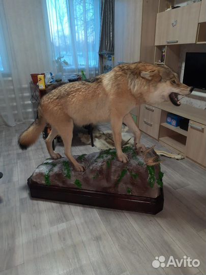 Волк, чучело волка