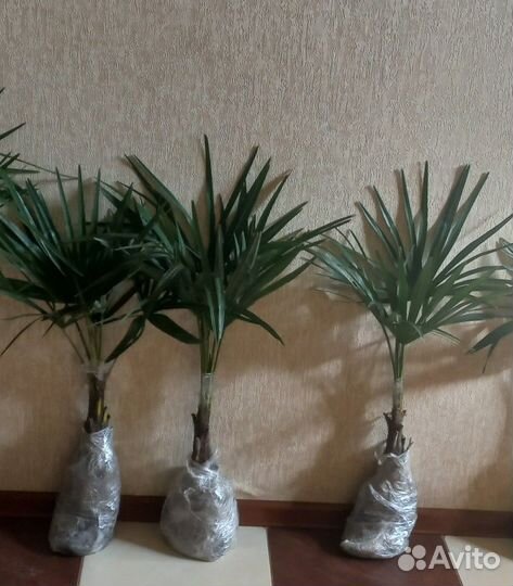 Пальма трахикарпус