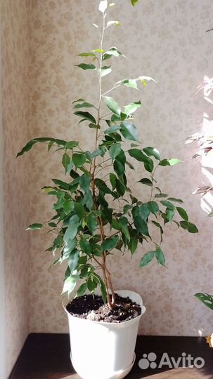 Фикус бенджамина большой