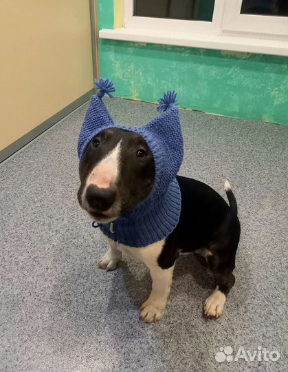 Шапка для средней собаки