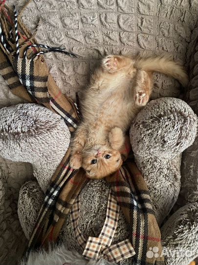 Экзотические котята