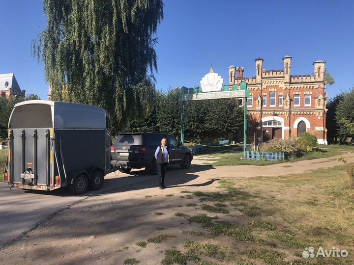 Перевозка лошадей