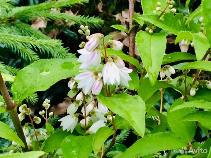 Многолетники для Вашего сада