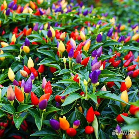 Комнатный перчик