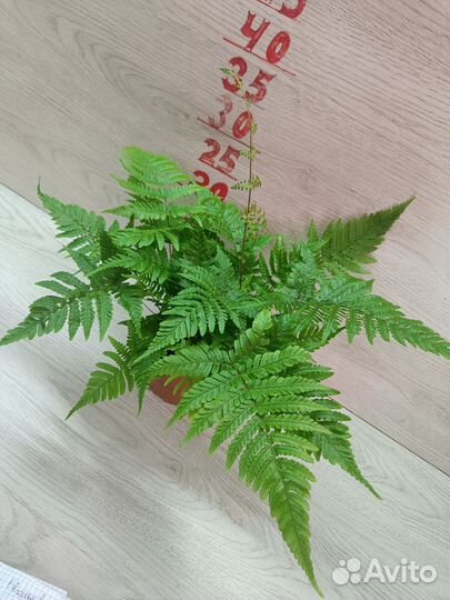 Папоротник