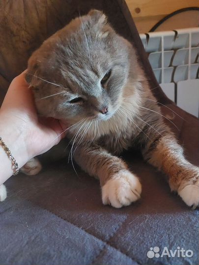 Котик Томас