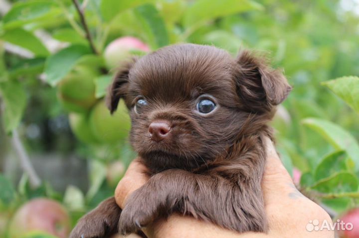 Чихуахуа щенки