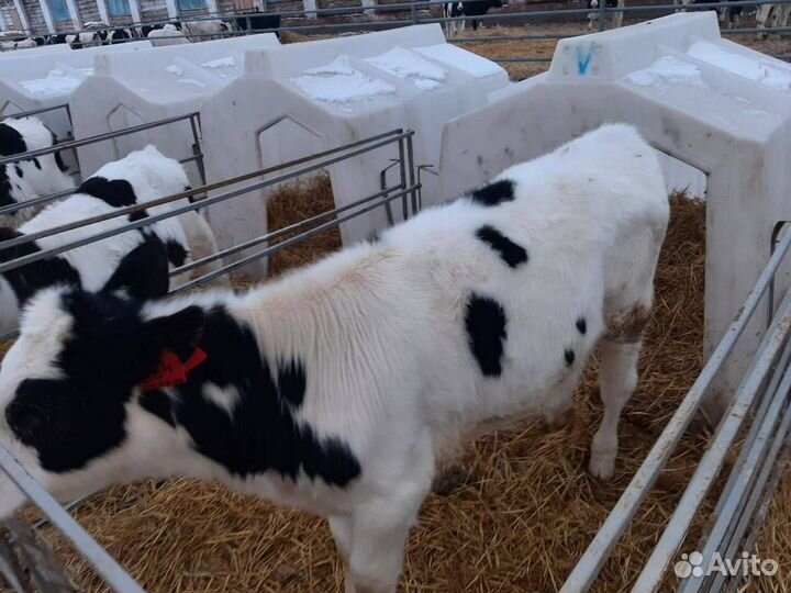 Телята, бычки