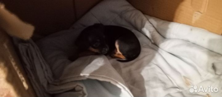 Той-терьерщенки