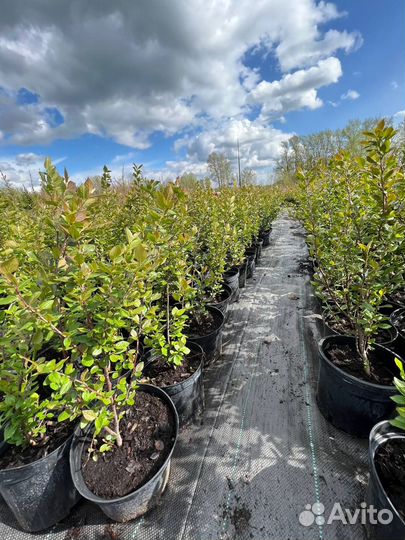 Кизильник блестящий