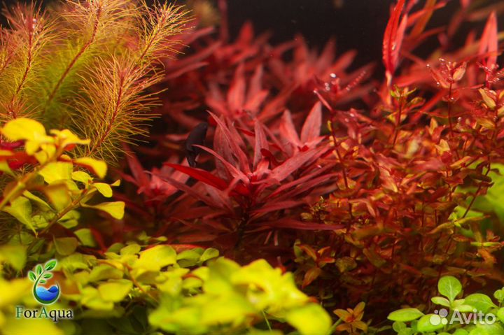 Аквариумные растения