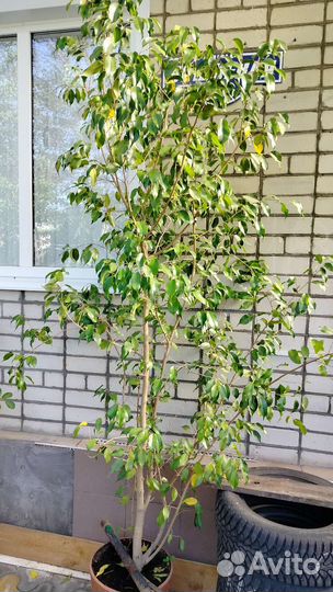 Фикус бенджамина большой