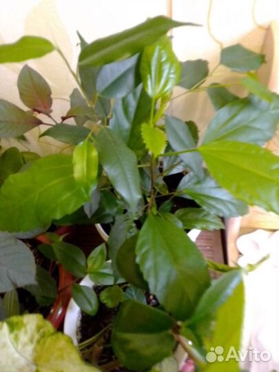 Комнатные цветы