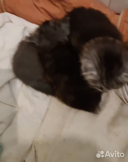 Британские Котята в добрые руки бесплатно