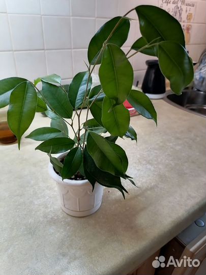 Драцена, юкка, кофе арабика