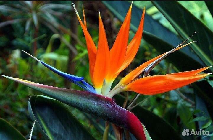 Стрелиция королевская