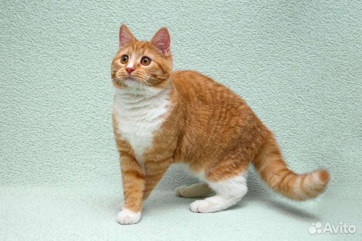 Юный рыжий Лёнечка