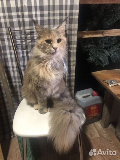 Котята Мейн-кун