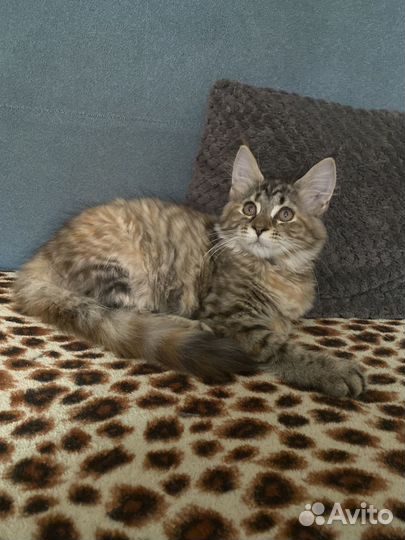 Котята мейкун