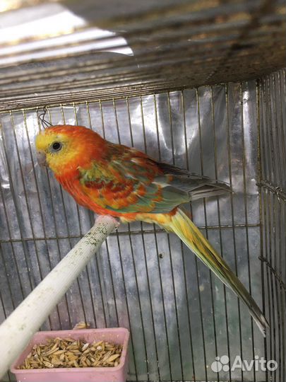 Певчий попугай