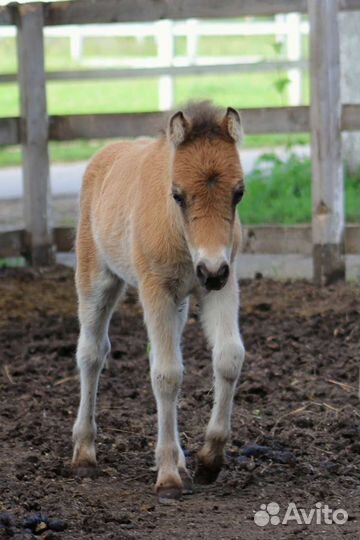 Пони: кобылы и жеребята шетлендские