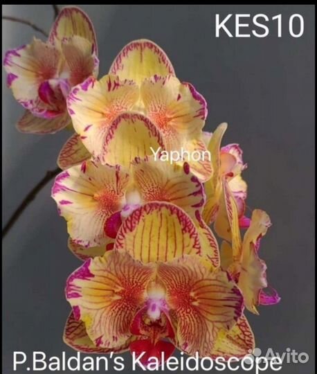 Орхидея фаленопсис Caleidoscop