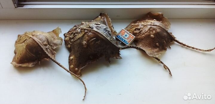 Чучело Рыбы