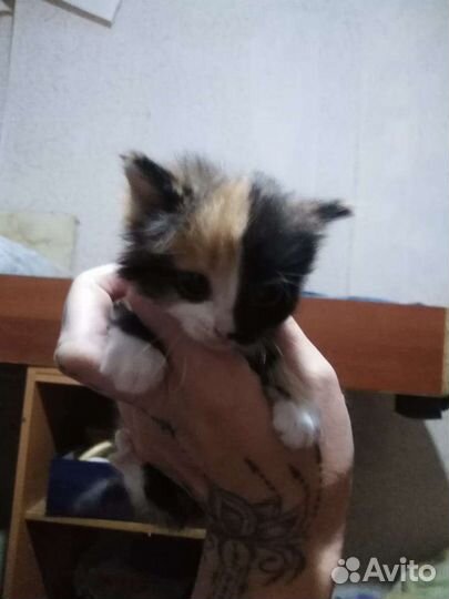 Котенок в дар бесплатно