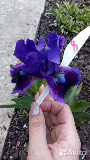 Ирисы карликовые