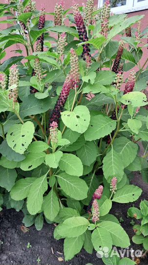 Фитолакка (лаконос)