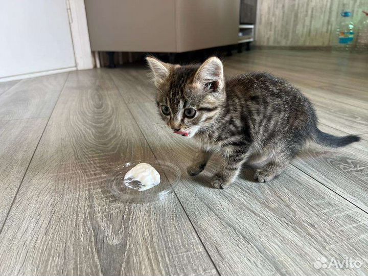 Кошечка в добрые руки