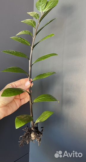 Суккуленты сансевиерии замиакулькас