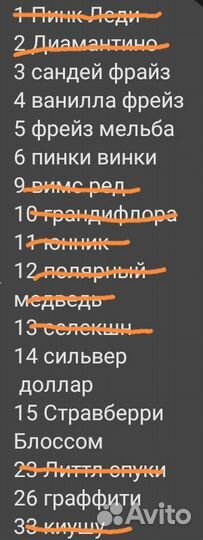 Гортензия метельчатая расспрадажа