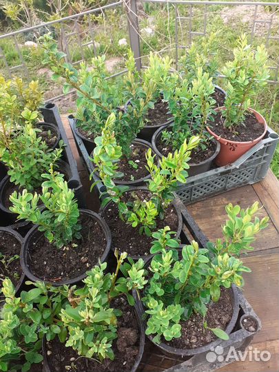 Саженцы самшита