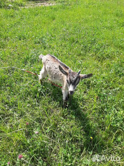 Альпийский козлик,козёл на вязку,козёл на обмен
